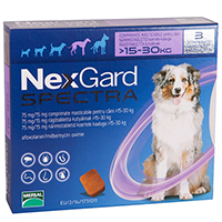 Nexgard Spectra is tastier treatment for a wide range of parasites. This broad spectrum product kills fleas, ticks and different gastrointestinal worms in dogs. Just a single treatment controls varied internal parasitic infestations and prevents heartworm infection as well as its harmful effects. The oral treatment prevents flea and tick infestations as well as controls adult gastrointestinal nematodes including roundworms, hookworms and whipworms.
