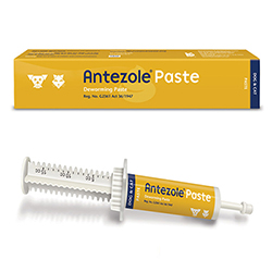 Antezole Dog & Cat Deworming Paste is a broad-spectrum antiparasitic for dogs, cats, puppies and kittens for treatment of roundworm,tapeworm, whipworm and hookworm infection. Buy Antezole Deworming Paste for Dogs with free shipping in USA.