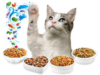 Cat Food Bowls