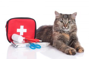 first aid kit for cats