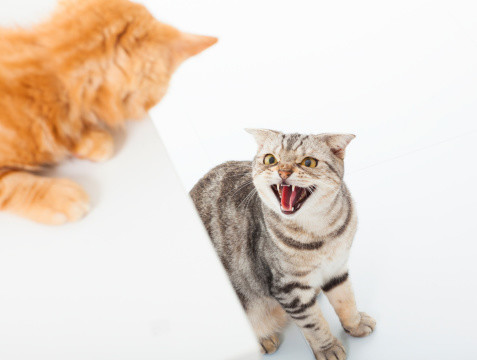 Conflict Amongst Cats