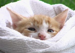 cat in towel