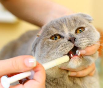 giving-cat-liquid-medication
