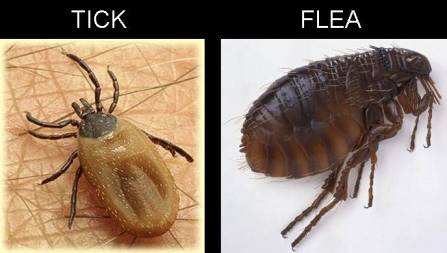 ticks-and-fleas-on-pets