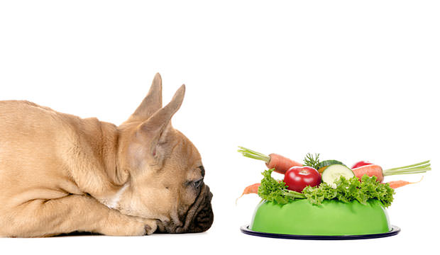 Healthy Meal To Dog