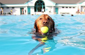 benefits of dog swimming