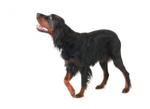 causes of dog limping