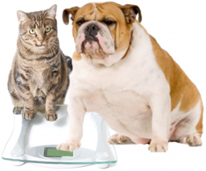 cat and dog weightloss management