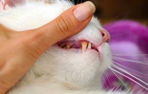 Dental Diseases in Cats