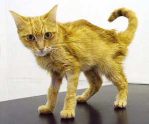 Kidney Disease in Cats