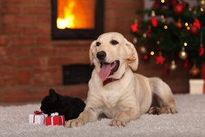 gifts for pets during new year