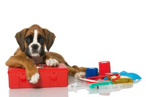 puppy with first aid kit