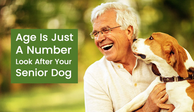 Old Dog Health Tips: Look After Your Senior Dog