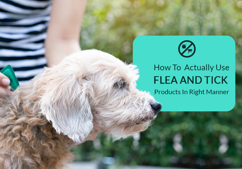How To Actually Use Flea And Tick Products In Right Manner