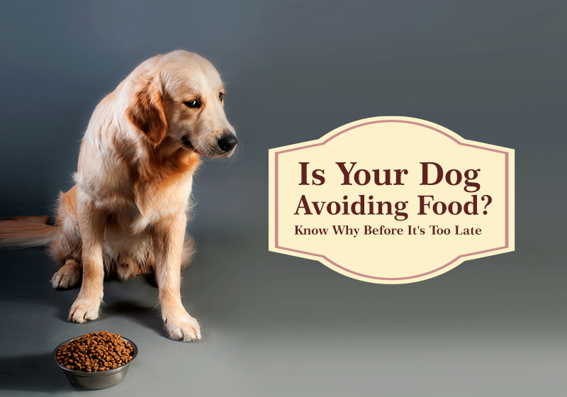 Is Your Dog Avoiding Food? Know Why Before It's Too Late