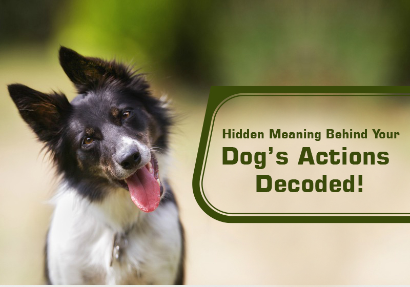 Hidden Meaning Behind Your Dog’s Actions – Decoded! 