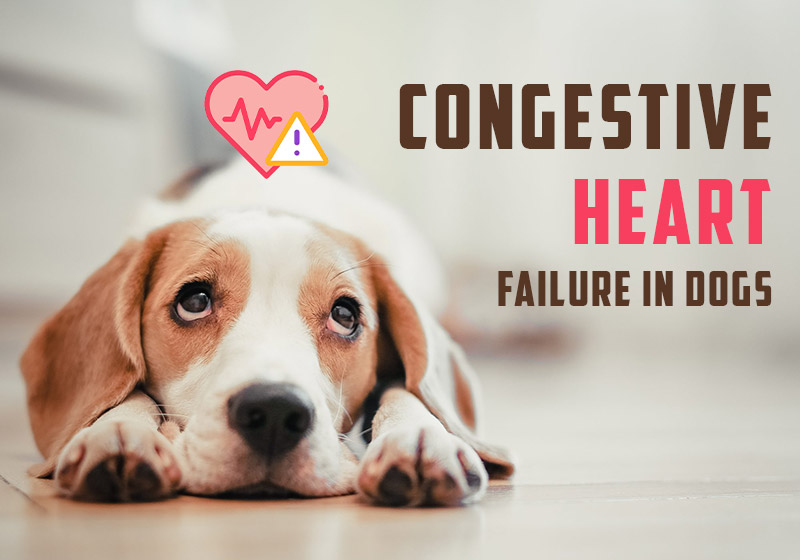 Congestive Heart Failure Symptoms in Dogs