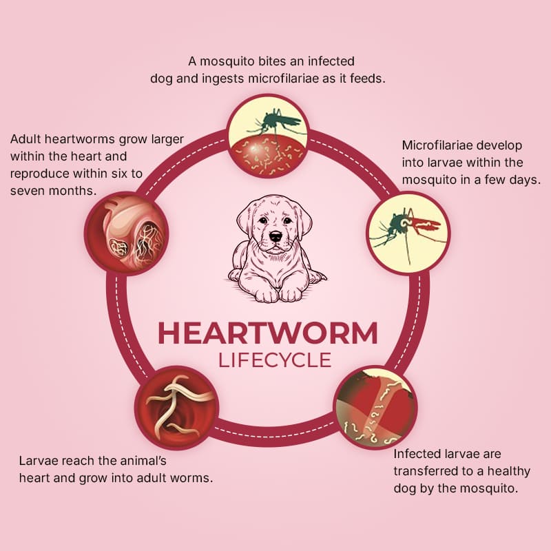 Lifecycle of a heartworm 