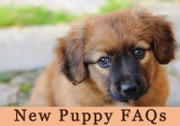 New Puppy FAQs