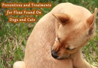 Preventives and Treatments for Fleas Found On Dogs and Cats