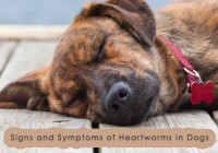 Signs and Symptoms of Heartworms in Dogs-BVC
