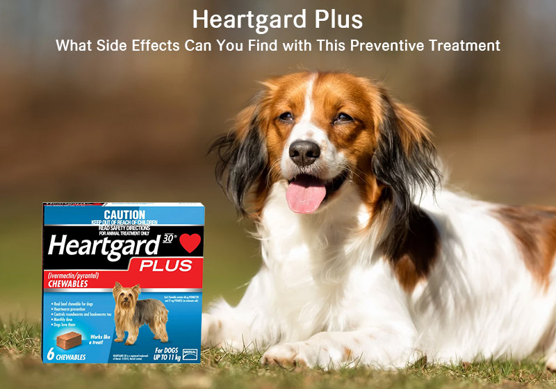 Side Effects of Heartgard Plus 