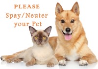spay or neuter your pet