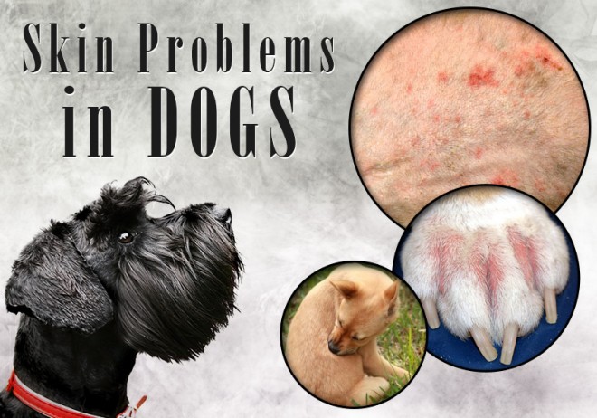 Food Allergies – A Common Cause of Skin Problems in Dogs