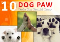 Dog Paw Facts