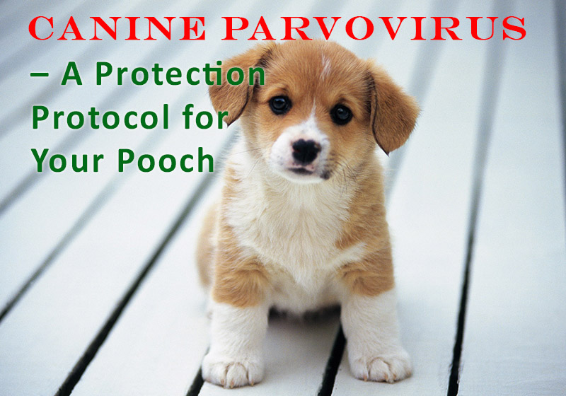 Canine Parvovirus A Protection Protocol for Your Pooch BestVetCare