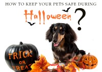halloween-safety-tips-for-pets