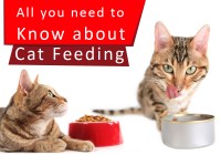 Cat Feeding