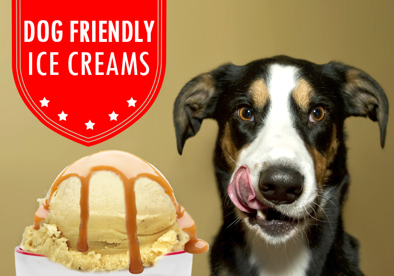 BVC_dog-friendly-ice-creams