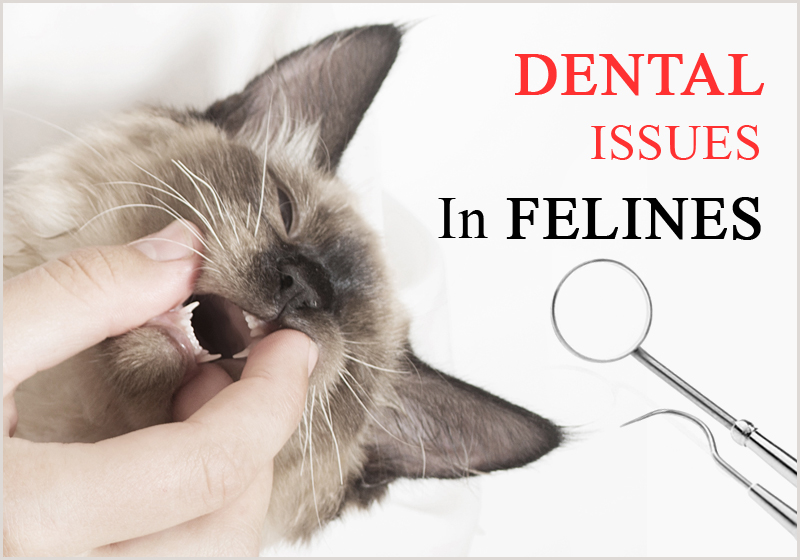 BVC_dental-issues-in-felines