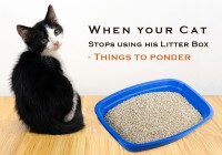 When your Cat Stops using his Litter Box - Things to ponder.....