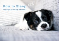 how to sleep puppy