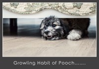 Growling Habit Of Pooch On Bed