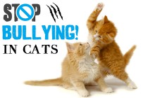Bullying in Cats - Resolving the Social Conflict