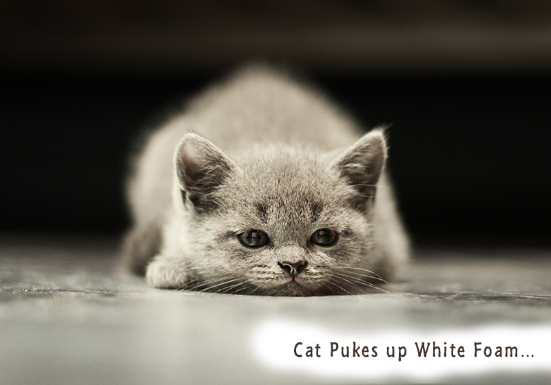 Home remedy for cat vomiting white foam