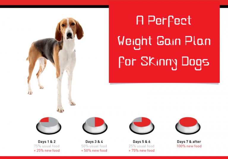 A Perfect Weight Gain Plan for Skinny Dogs
