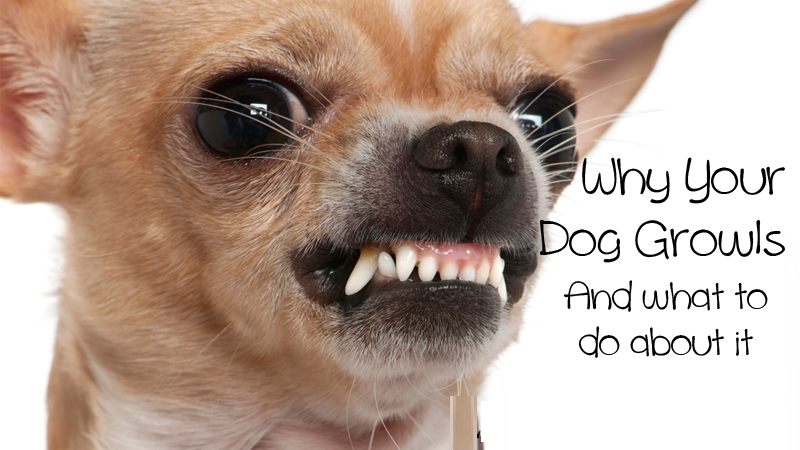 why dog growls and what to do to correct it