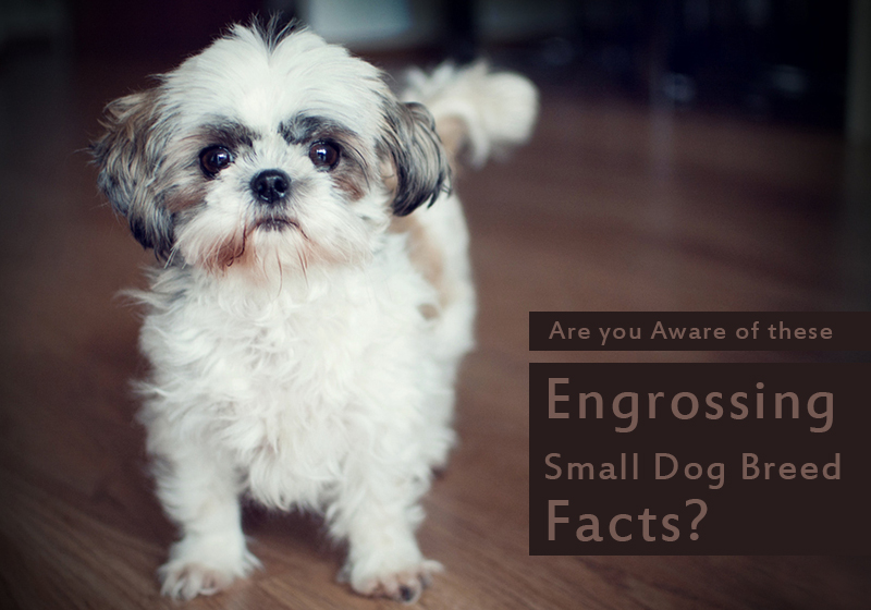 Fun Facts About Small Dog Breeds
