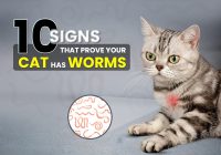 10 Signs That Prove Your Cat Has Worms