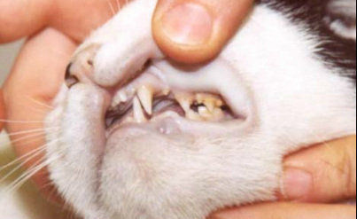 Cat-Gums-Issues