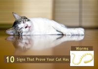 signs of worms in cats