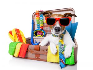tips on traveling with pets during holiday seasons