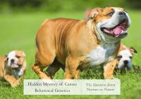 Mystery of Dog's Behavioral Genetics