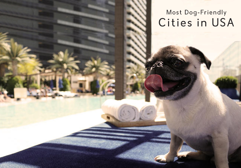 top Dog Friendly Cities in USA, America