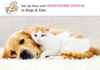 Overview of Heartworm Disease in Dogs and Cats