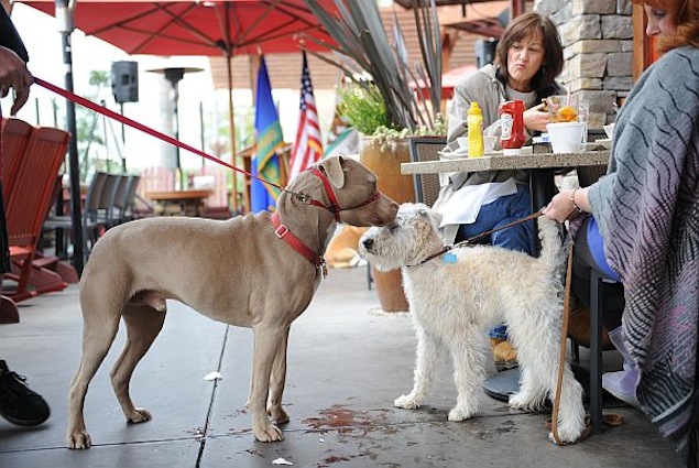 New York's dog-friendly spots